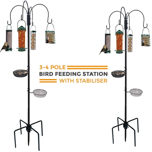 Wild bird garden feeding - bird,