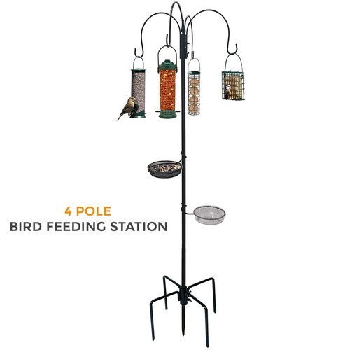 New traditional bird - bird, feeding